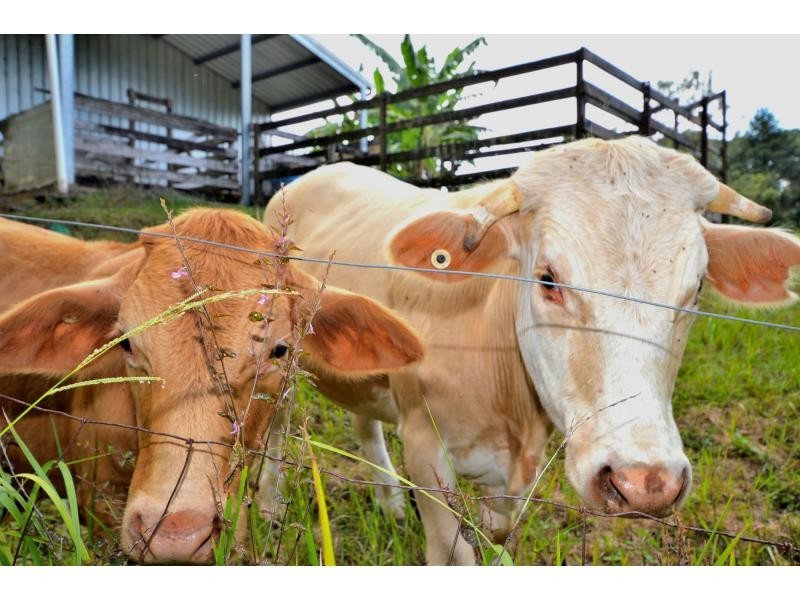 411 Upper Landershute Road, Palmwoods QLD 4555