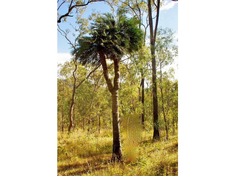 Lot 196 DAVIES Road, Captain Creek QLD 4677