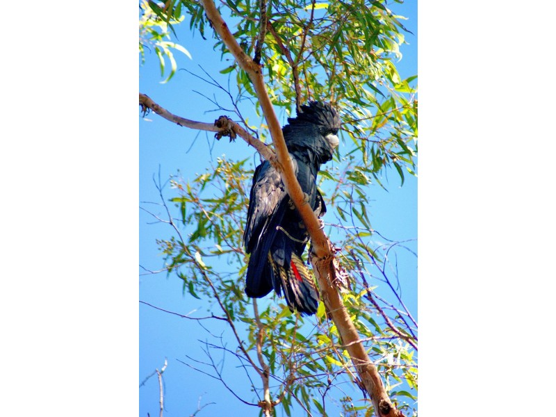 Lot 196 DAVIES Road, Captain Creek QLD 4677