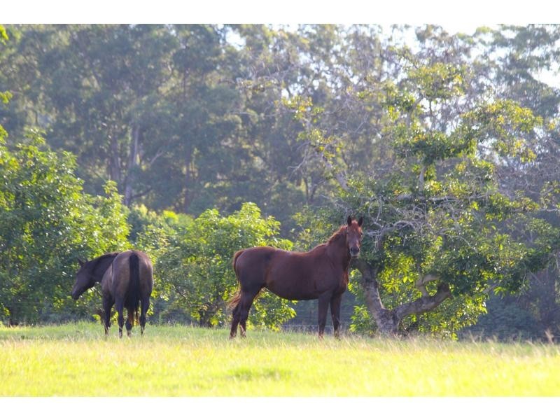 106 McKees Road, Palmwoods QLD 4555