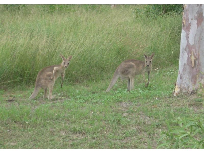 7 Doriemus Court, Kelso QLD 4815