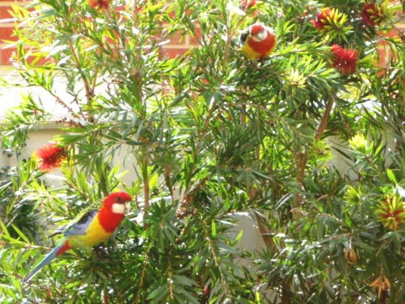 3 Tatiana Close, Kennington VIC 3550