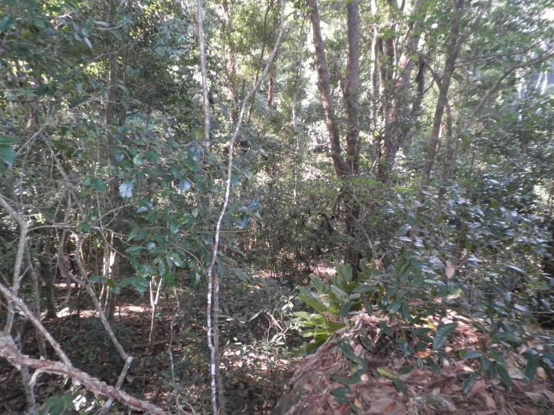 145 Kirbys Road, Montville QLD 4560