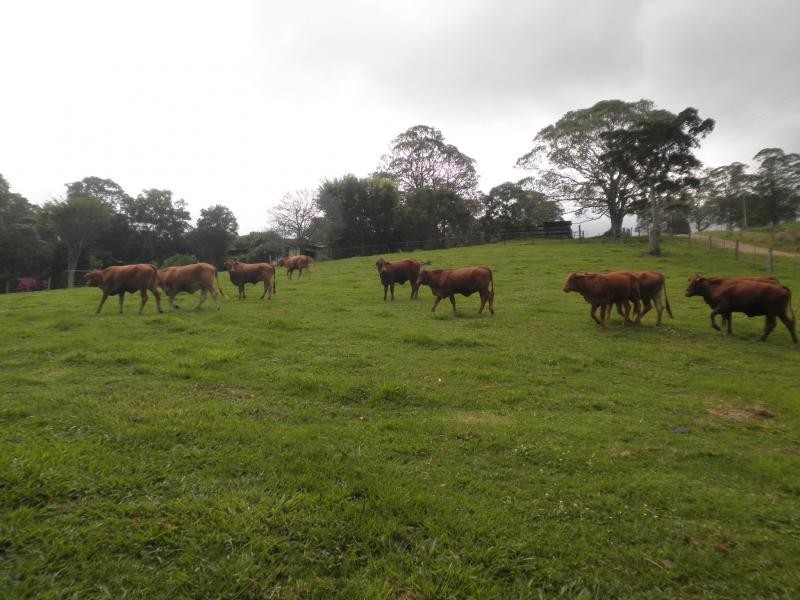 170 Dulong School Road, Mapleton QLD 4560