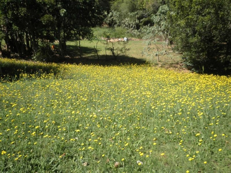 20 Hoffman Close, Montville QLD 4560