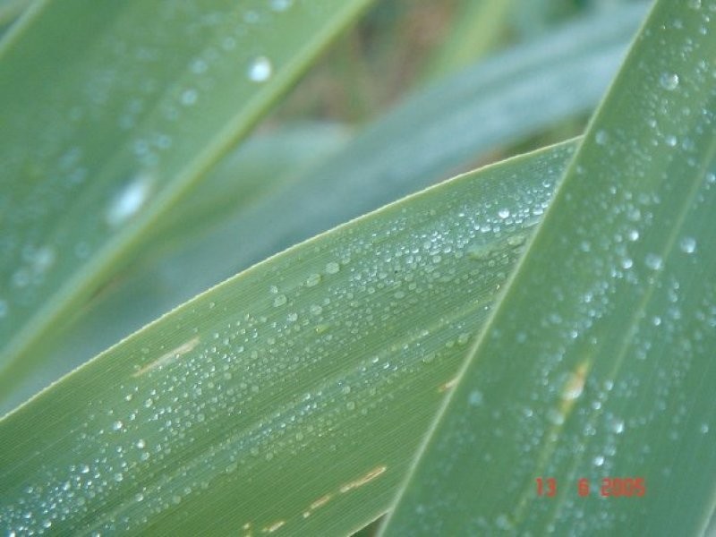 East Wardell NSW 2477