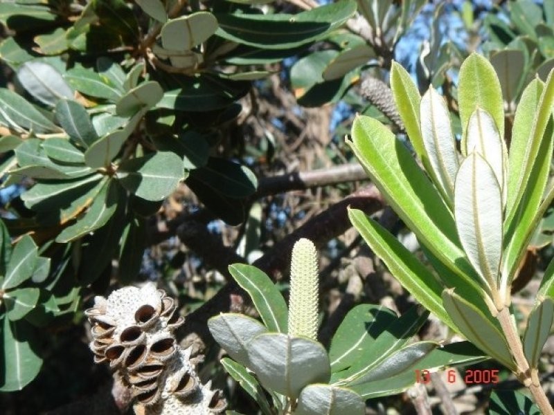 East Wardell NSW 2477