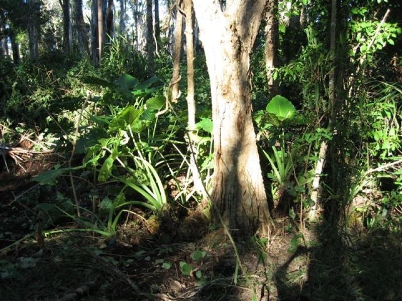 320 Moylans Lane, Empire Vale NSW 2478