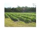 Apple Tree Creek QLD 4660