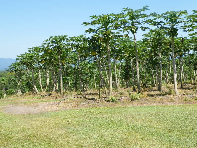Tully QLD 4854
