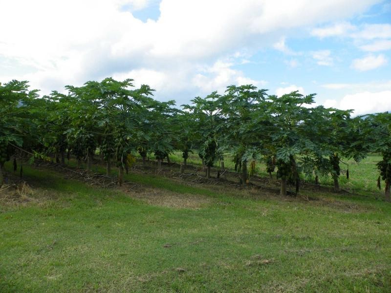 Murray Upper QLD 4854
