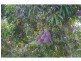 Kennedy QLD 4816