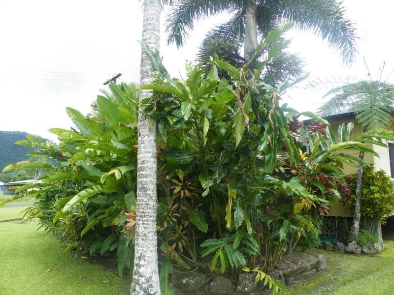 El Arish QLD 4855
