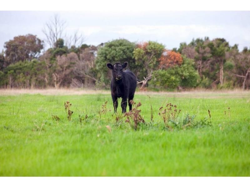 50 Maraline Road, Skye VIC 3977