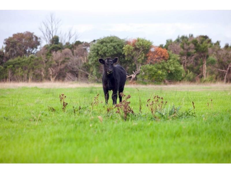 50 Maraline Road, Skye VIC 3977