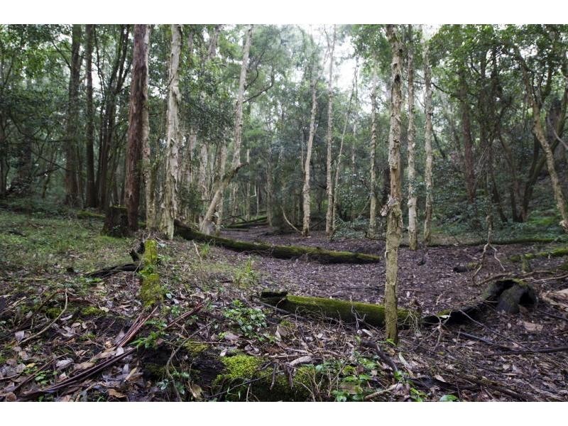 50 Comberton Grange Road, Falls Creek NSW 2540