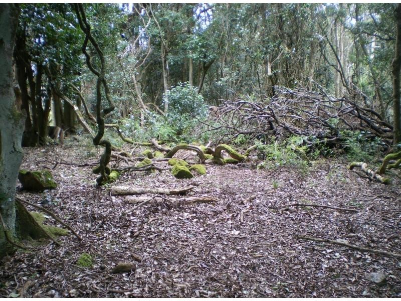 Lot 2 Braidwood Road, Sassafras NSW 2622