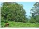 17 Carrington Road, Cambewarra NSW 2540