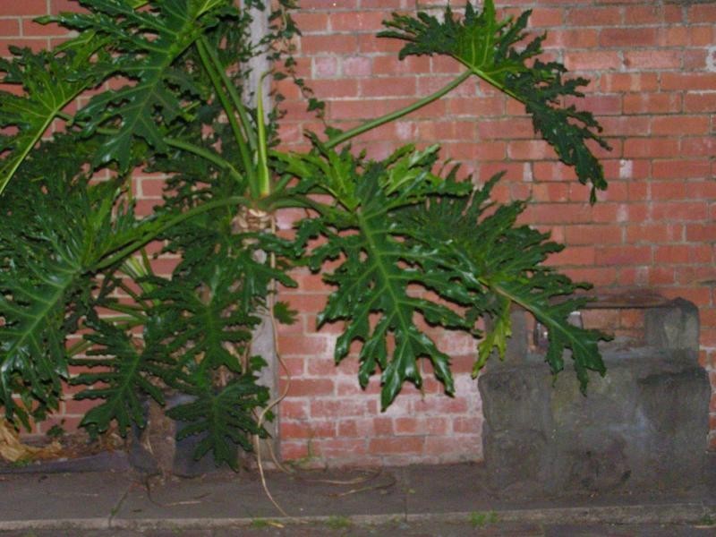 23 Butler Street, Essendon VIC 3040