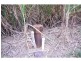 Gordonvale QLD 4865