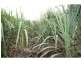 Aloomba QLD 4871