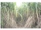 Aloomba QLD 4871
