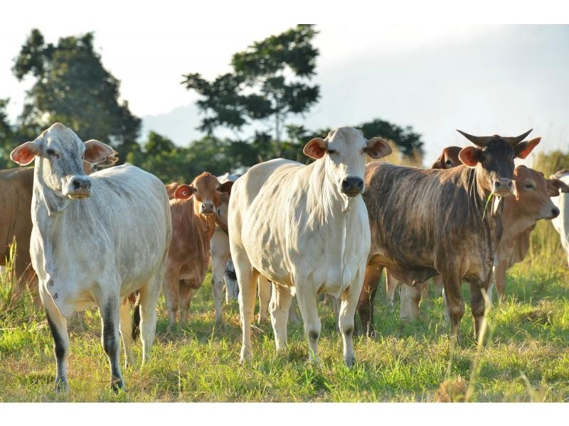 L588 GOLDSBOROUGH Road, Goldsborough QLD 4865