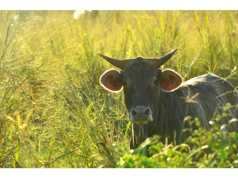 L660 Goldsborough Road, Goldsborough QLD 4865