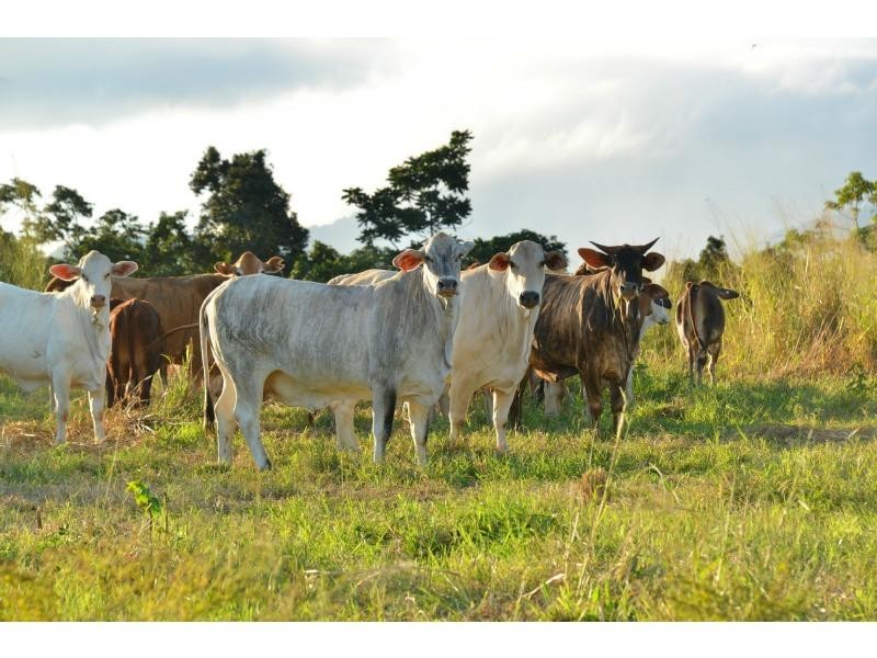 L660 Goldsborough Road, Goldsborough QLD 4865