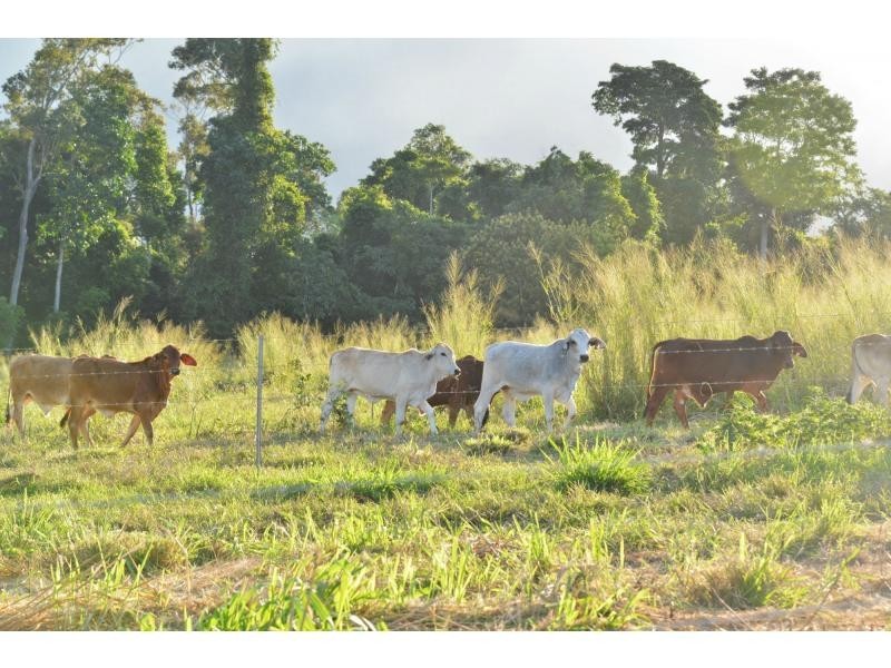 L660 Goldsborough Road, Goldsborough QLD 4865