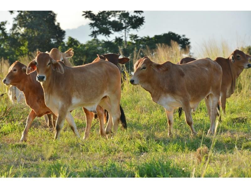 L660 Goldsborough Road, Goldsborough QLD 4865