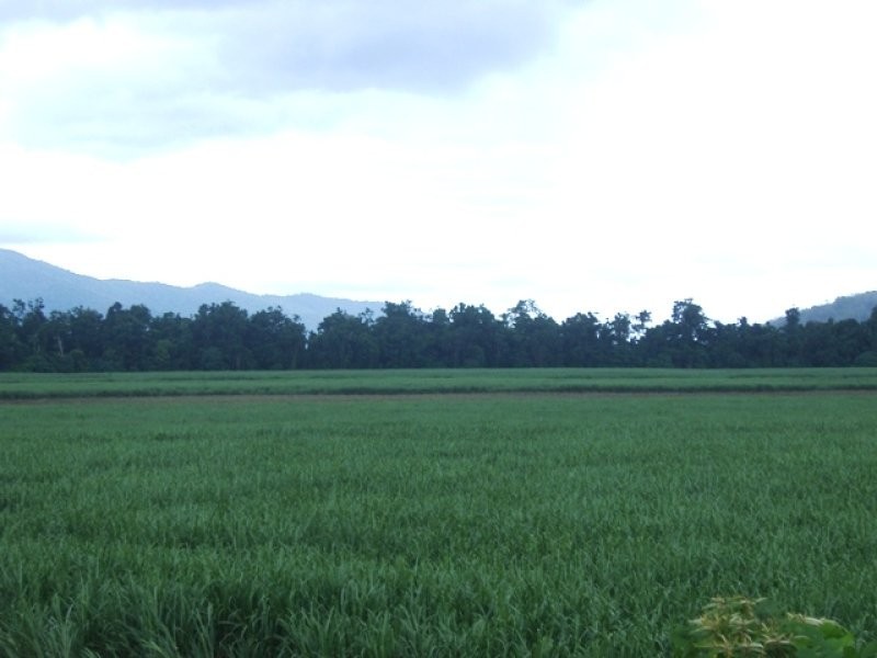 L303 Moller Road, Aloomba QLD 4871