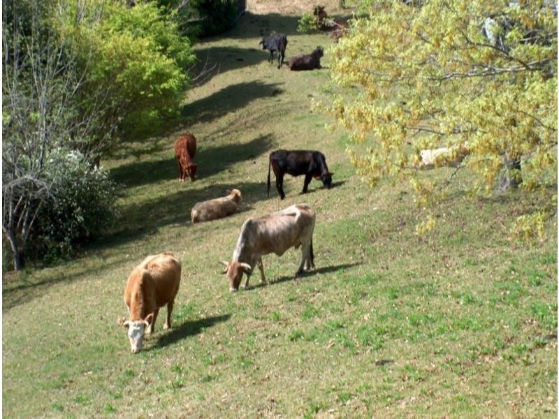 521 Muldiva Road, Dorrigo NSW 2453