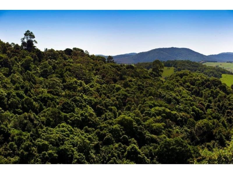 521 Muldiva Road, Dorrigo NSW 2453