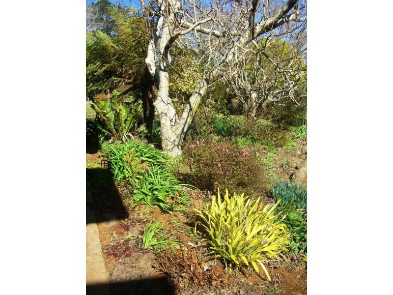 7 Beech Street, Dorrigo NSW 2453