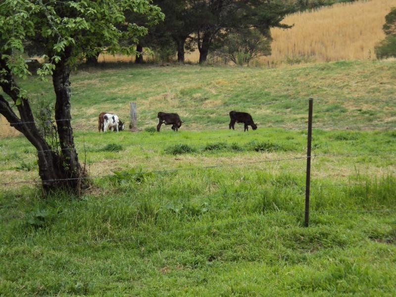 7630 Armidale Road, Billys Creek NSW 2453