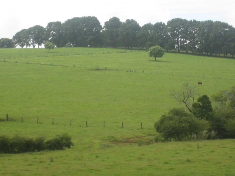 55 Old Coast Road, Dorrigo NSW 2453