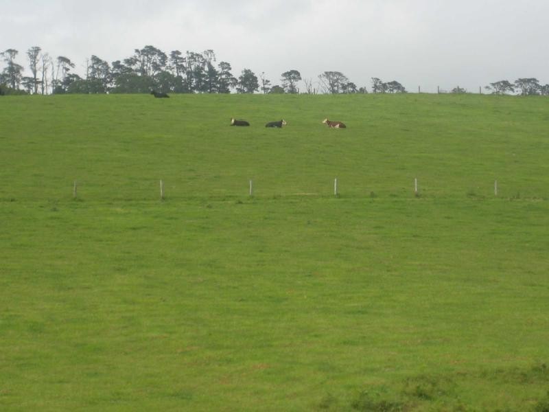 55 Old Coast Road, Dorrigo NSW 2453