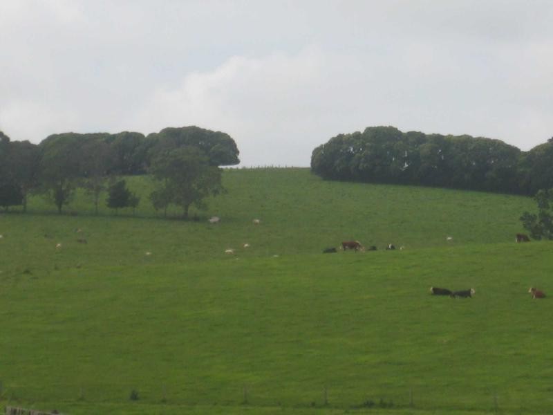 55 Old Coast Road, Dorrigo NSW 2453