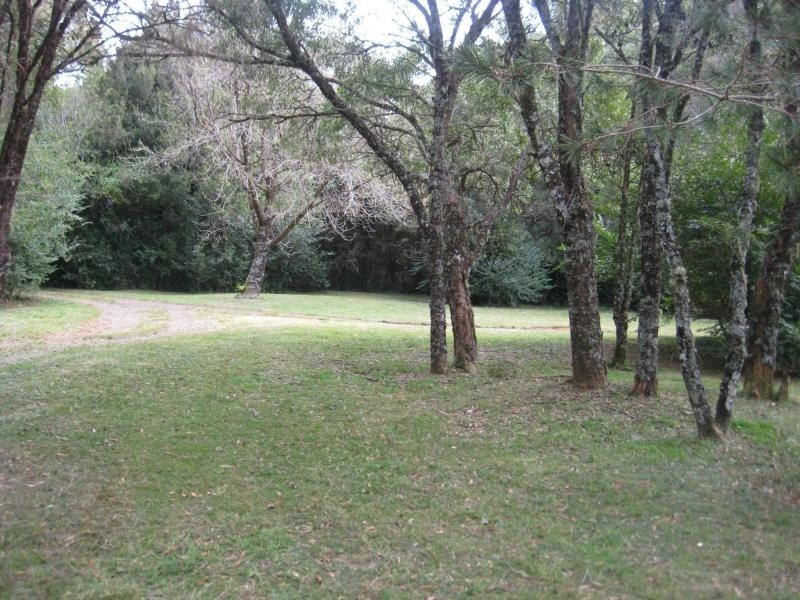 Dorrigo NSW 2453