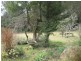 Dorrigo NSW 2453