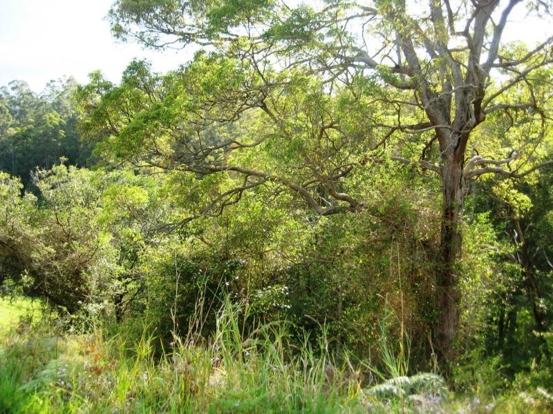 L124 Sweedmans Lane, Bellingen NSW 2454