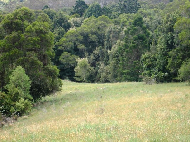 Dorrigo NSW 2453