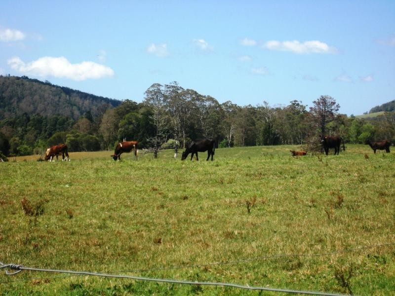 Dorrigo NSW 2453