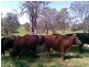 247 McIndoes Road, Deervale, Deer Vale NSW 2453