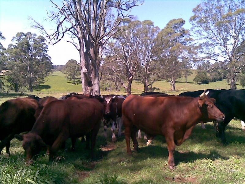 247 McIndoes Road, Deervale, Deer Vale NSW 2453