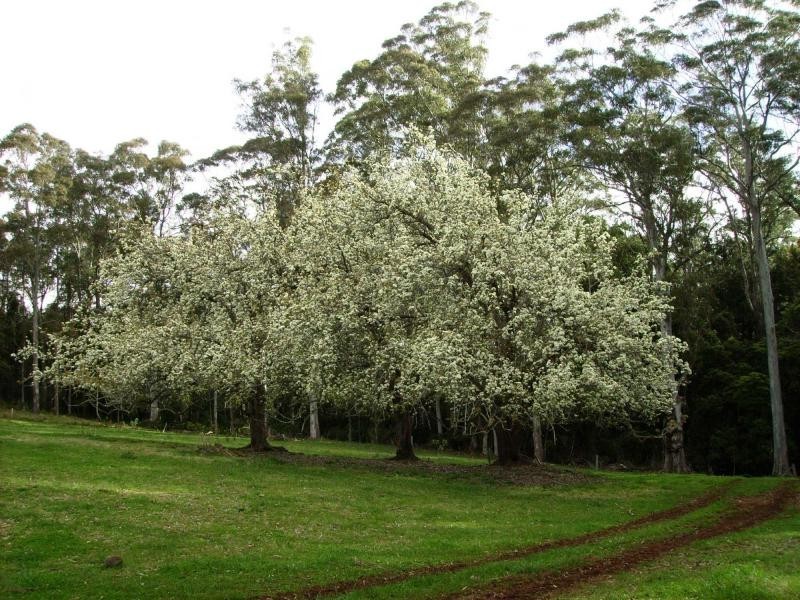 247 McIndoes Road, Deervale, Deer Vale NSW 2453