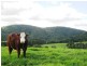 Dorrigo NSW 2453
