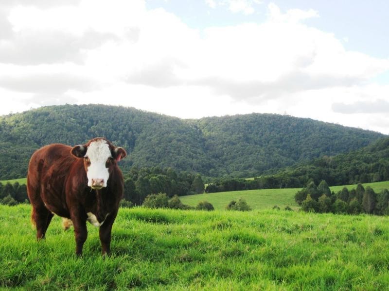 Dorrigo NSW 2453