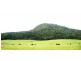 Dorrigo NSW 2453